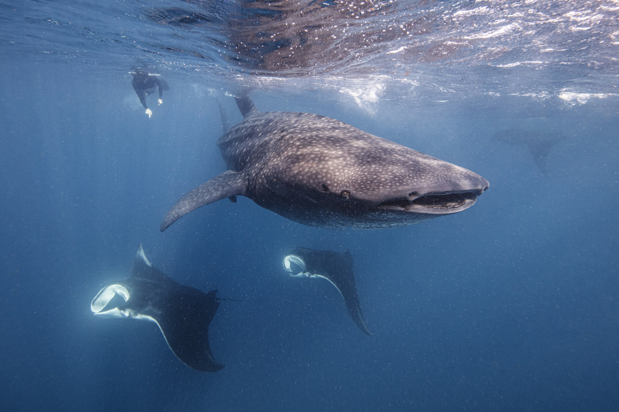 Tiburón ballena Isla Mujeres